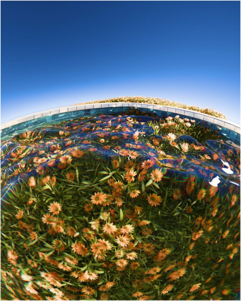 Underwater view of blooming orange flowers and green grass